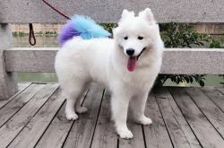 开云体育-憾山易，撼孤勇者难—记日本队力克国乒背后的樊振东独舞