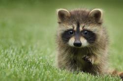 开云体育在线-赛道上的智慧博弈，诺里斯如何以象棋战术率雷诺力克索伯