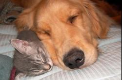 开云体育官网-厄德高关键助攻梅开二度，曼联3-0轻取塞维利亚，挪威中场成红魔新引擎