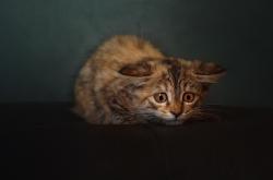 开云体育-保罗时间，总决赛夜场的木偶大师