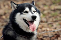 开云体育在线-唯一的剧本，黄蜂淘汰辽宁的夜晚，哈利伯顿在西决完成了同一场表演