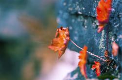 开云体育-哈登加时王者归来！末节17分+致命封盖，一战后所有质疑者闭嘴