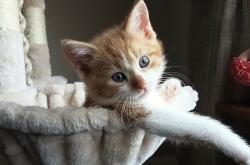 开云体育入口-1.银河战舰的战术棋局，皇马如何以体系之力扼住尼斯的咽喉，黄喜灿一剑封喉