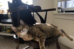 开云体育-黄蜂脆败夜，魔术师文班亚马却用看表时刻征服达拉斯