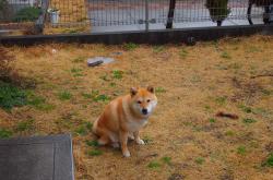 开云体育-牛角刺穿高原神话，当盐湖城在芝加哥铁蹄下化为乌有时，沉默的切特如何逆风点燃雷霆？