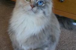 开云sport-逆转之夜，从非洲杯到欧冠的荣耀与血性