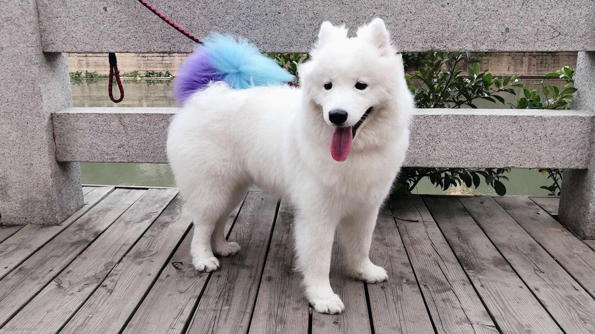 憾山易，撼孤勇者难—记日本队力克国乒背后的樊振东独舞