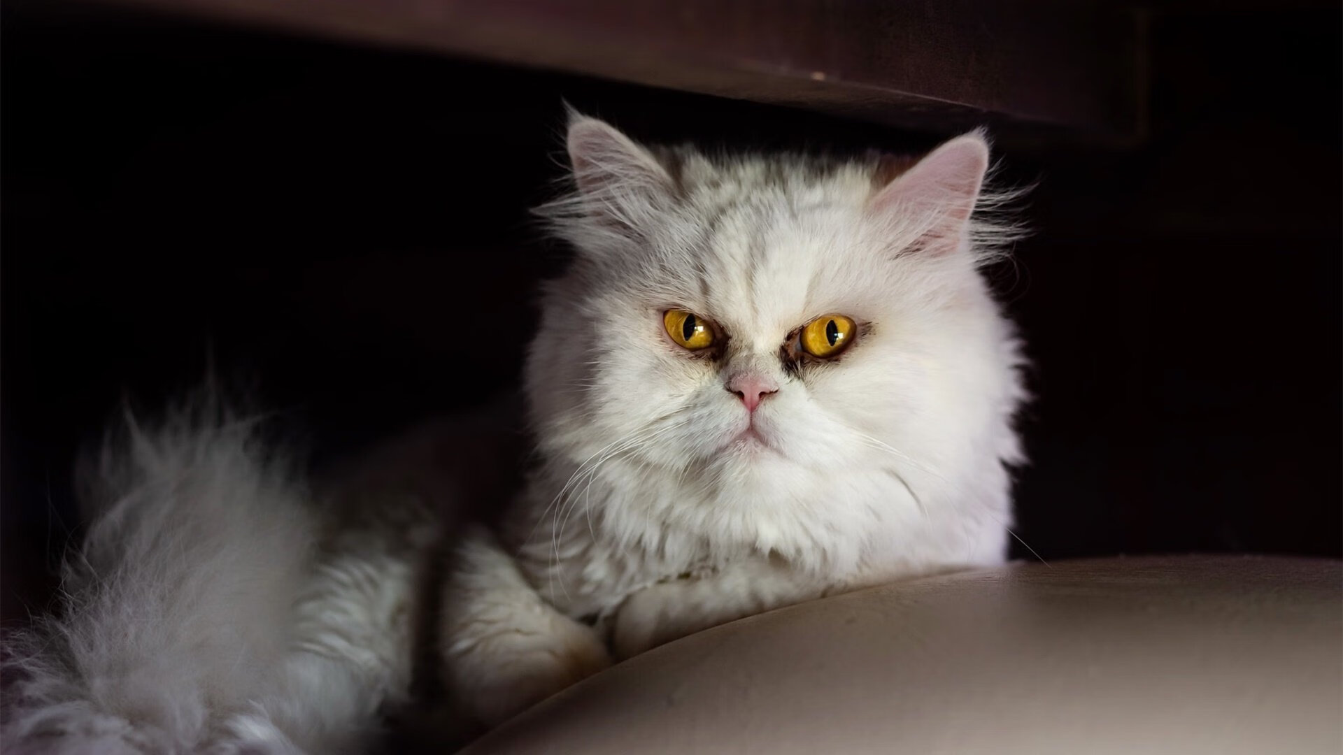 法比尼奥的锁链舞步，为何他是勒沃库森绞杀阿森纳的战术密钥？