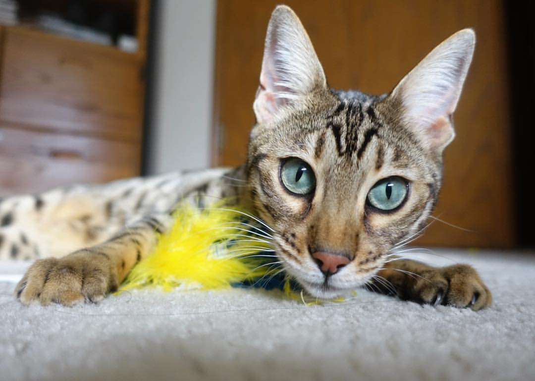 羽球英雄与巨人国度,安赛龙如何一人改写丹麦与印度的鏖战史诗