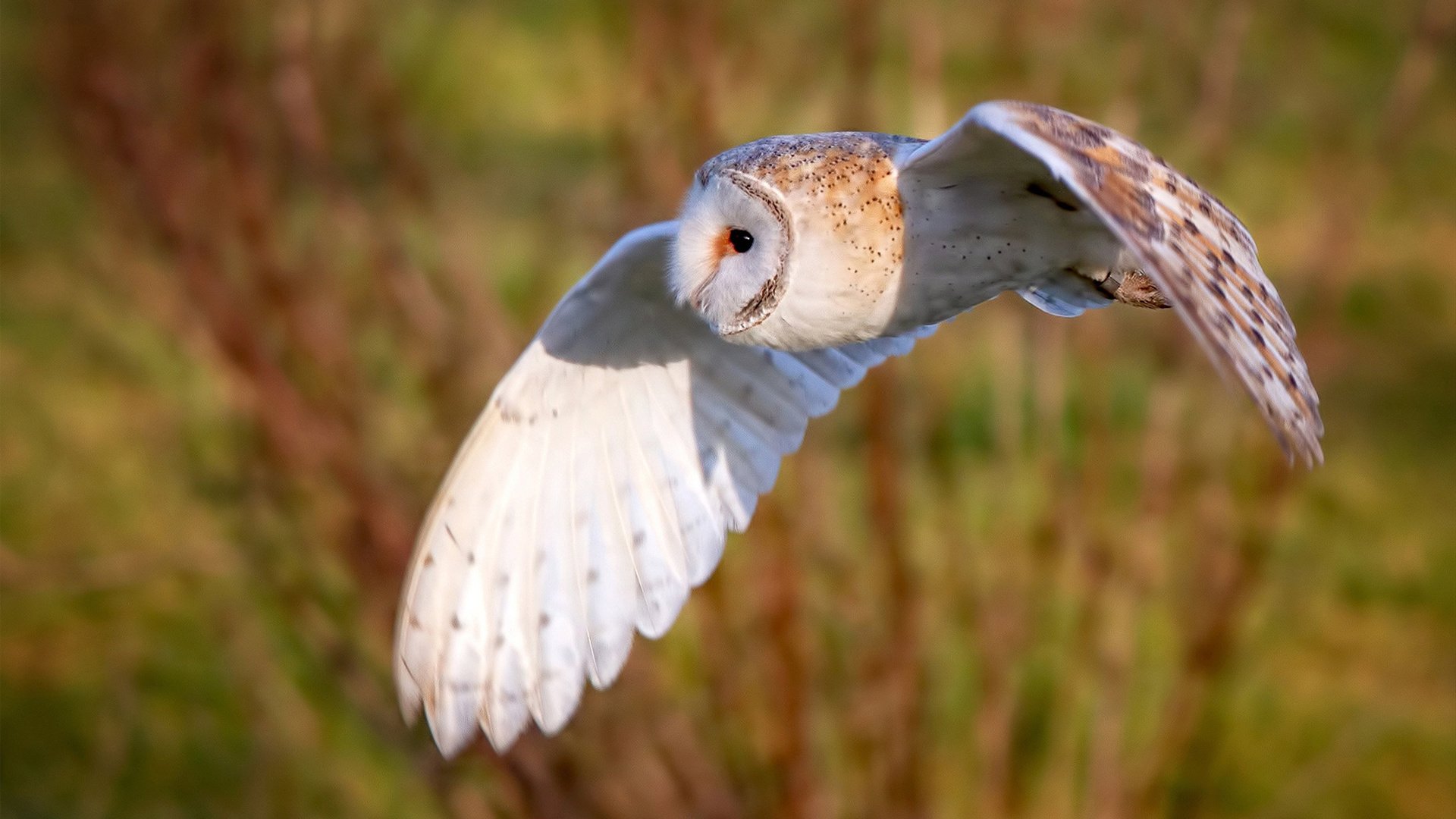 平行宇宙的决胜时刻,当英超争冠与电竞世界的墨西哥奇迹相遇