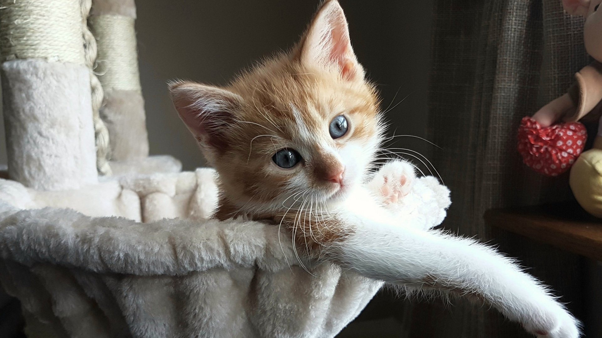 时空错位之战，当库里身披骑士战袍对篮网轰下43分