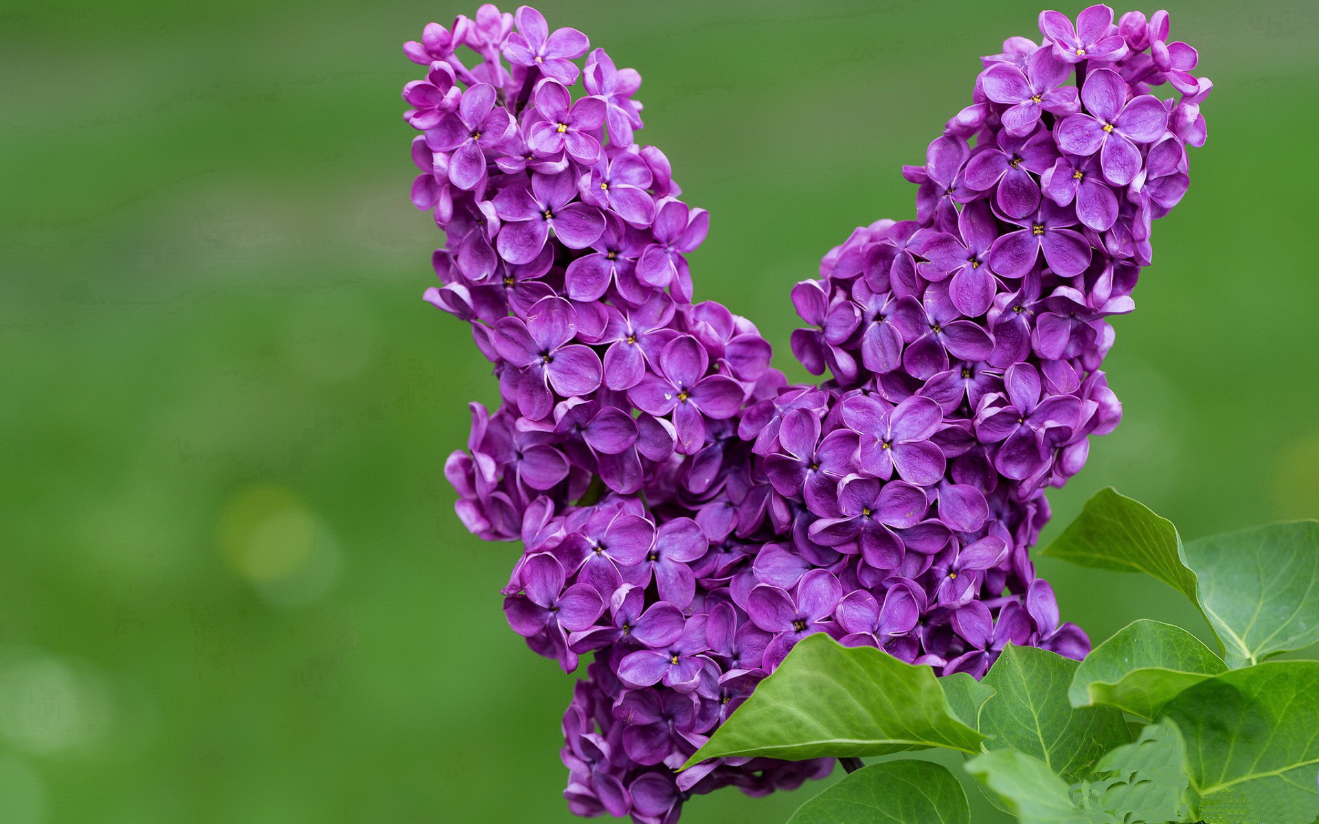 速度与激情，当F1弯道与篮球赛场交相辉映