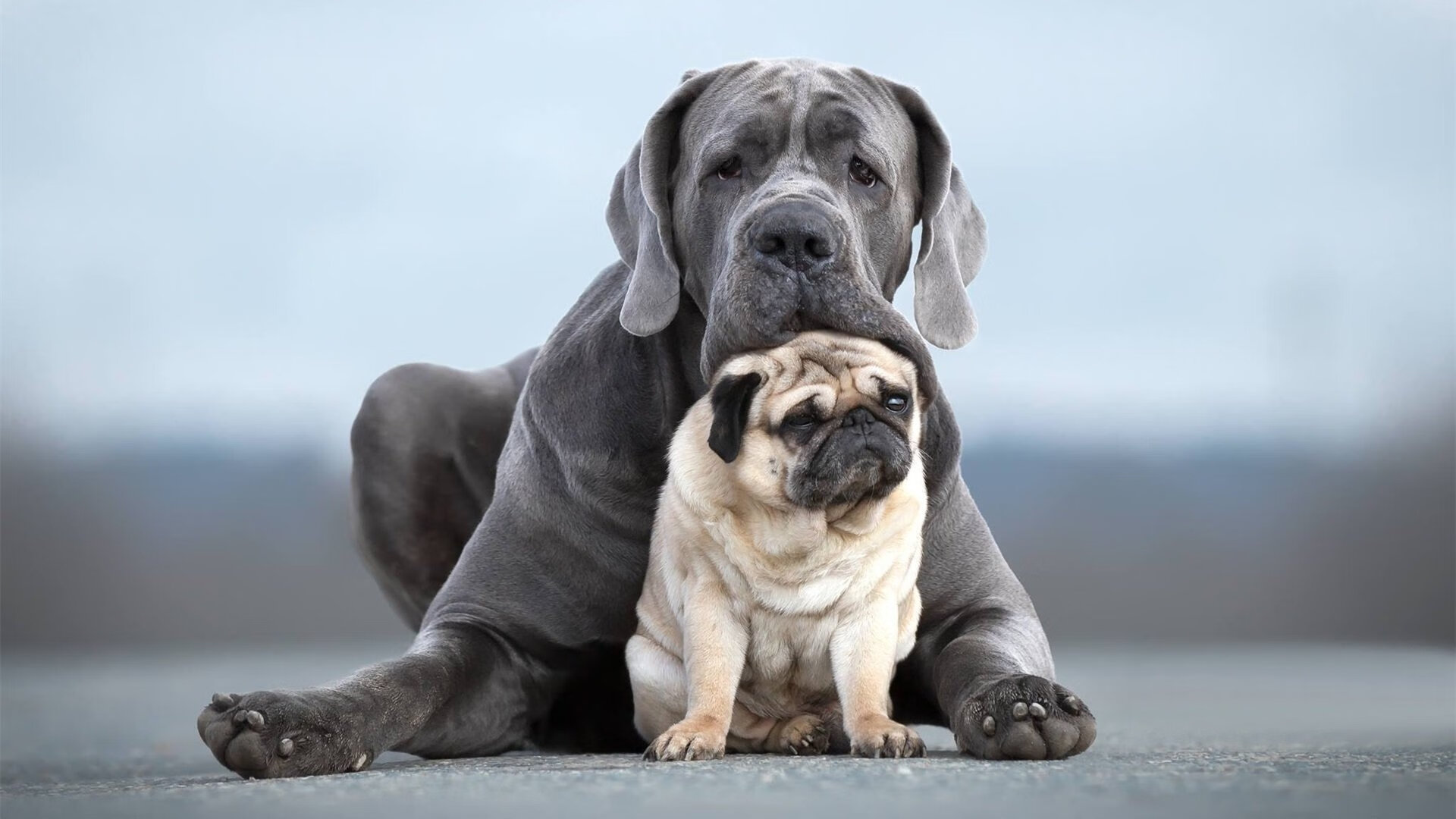 矛尖刺破盾墙,马克西化身手术刀,快船靠唯一解法强行终结凯尔特人十六连胜