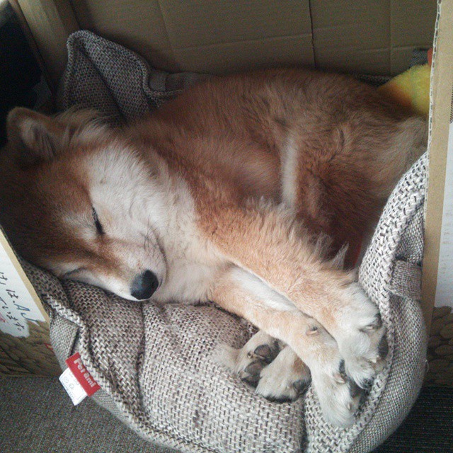 巴斯托尼一锤定音,荷兰惊天逆转喀麦隆