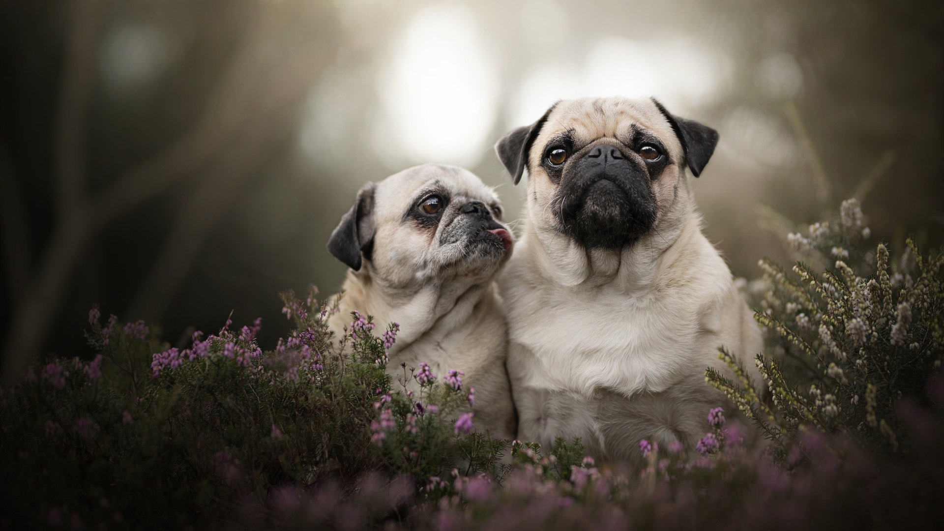 萨拉赫点燃安菲尔德，苏格兰用纪律锁死日本