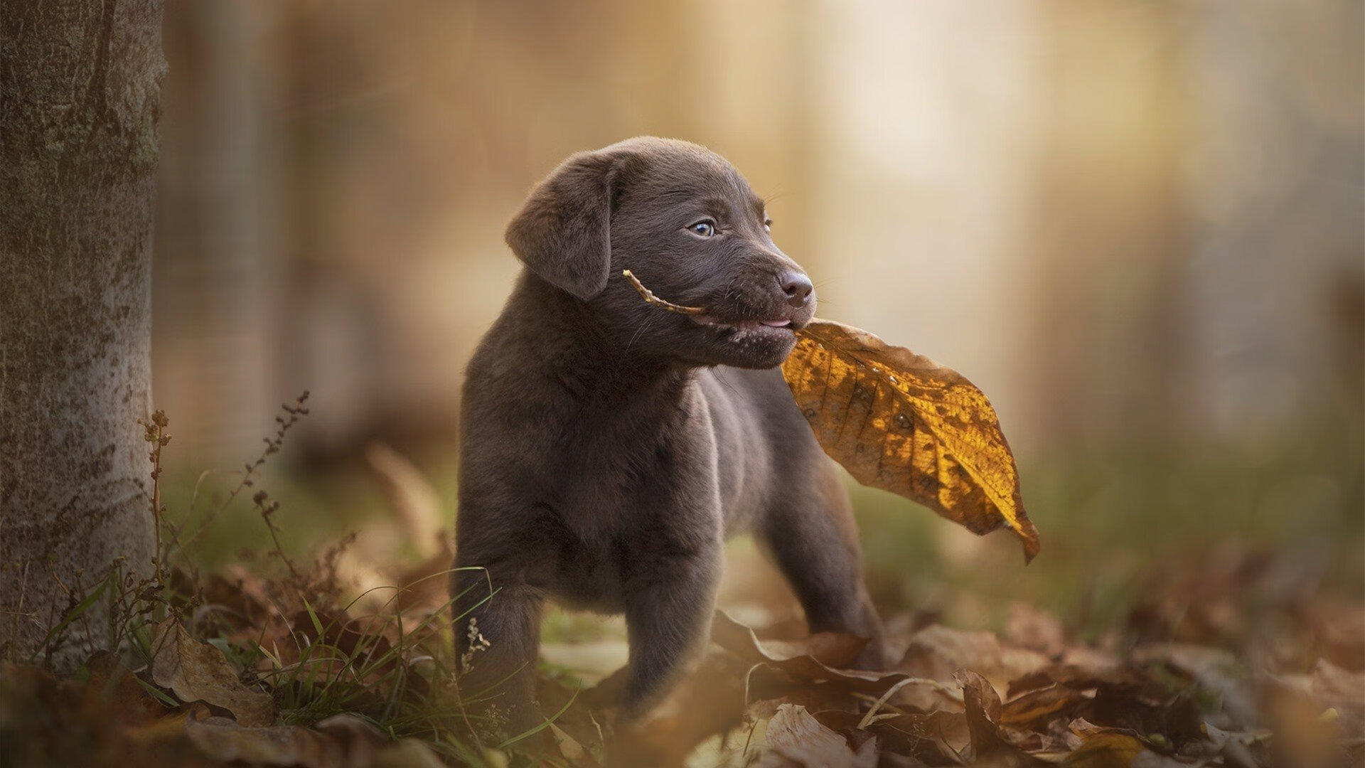 致命闪击！黄喜灿压制级发挥撕裂防线，澳大利亚逆袭奥地利挺进下一轮