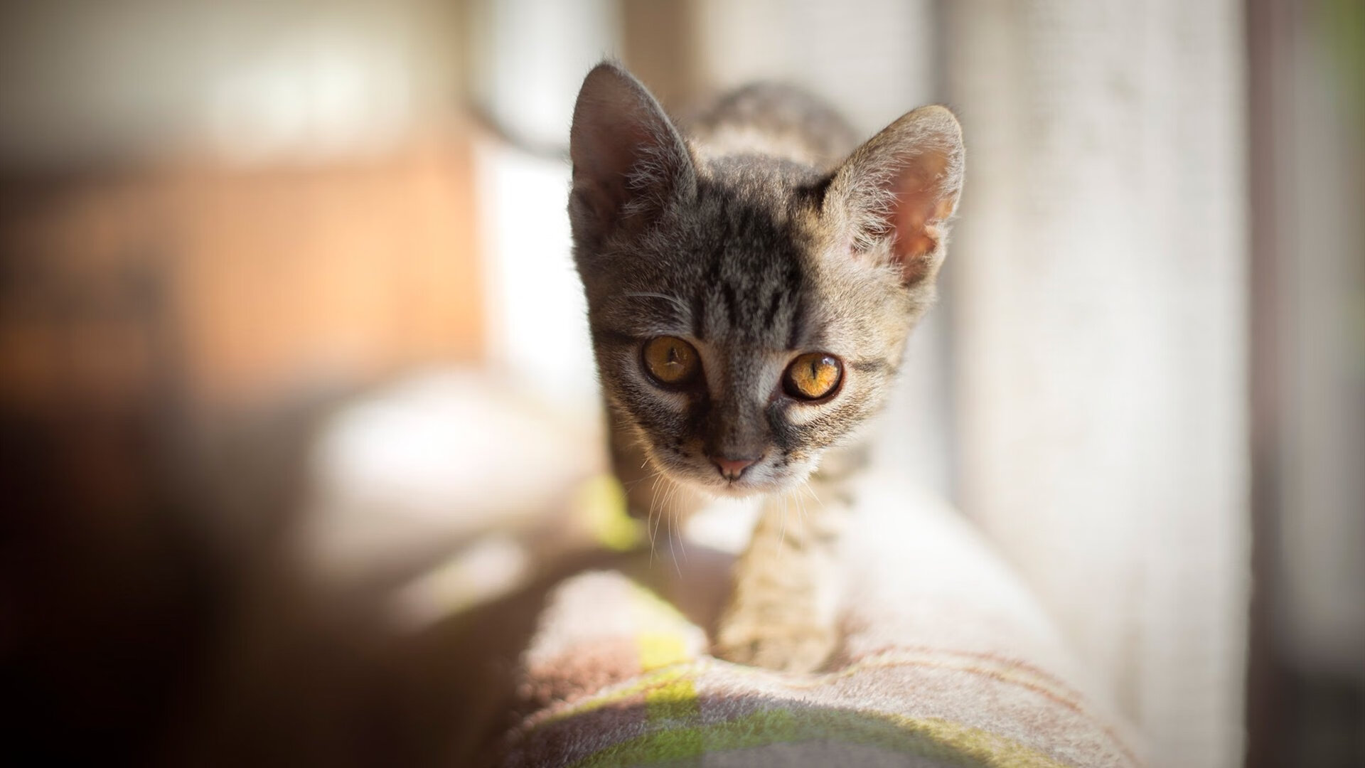 同一夜的呼吸声，厄德高冷雨夜称王，尼斯玫瑰海岸压哨绝唱