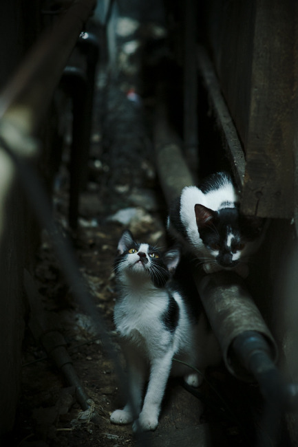 跨越球场的共鸣，日本血拼厄瓜多尔之夜，C罗德甲争冠战的天启