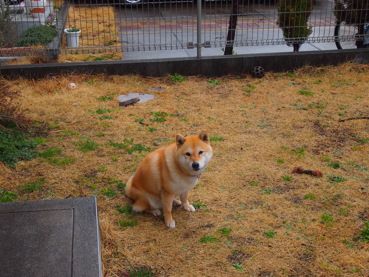 牛角刺穿高原神话，当盐湖城在芝加哥铁蹄下化为乌有时，沉默的切特如何逆风点燃雷霆？