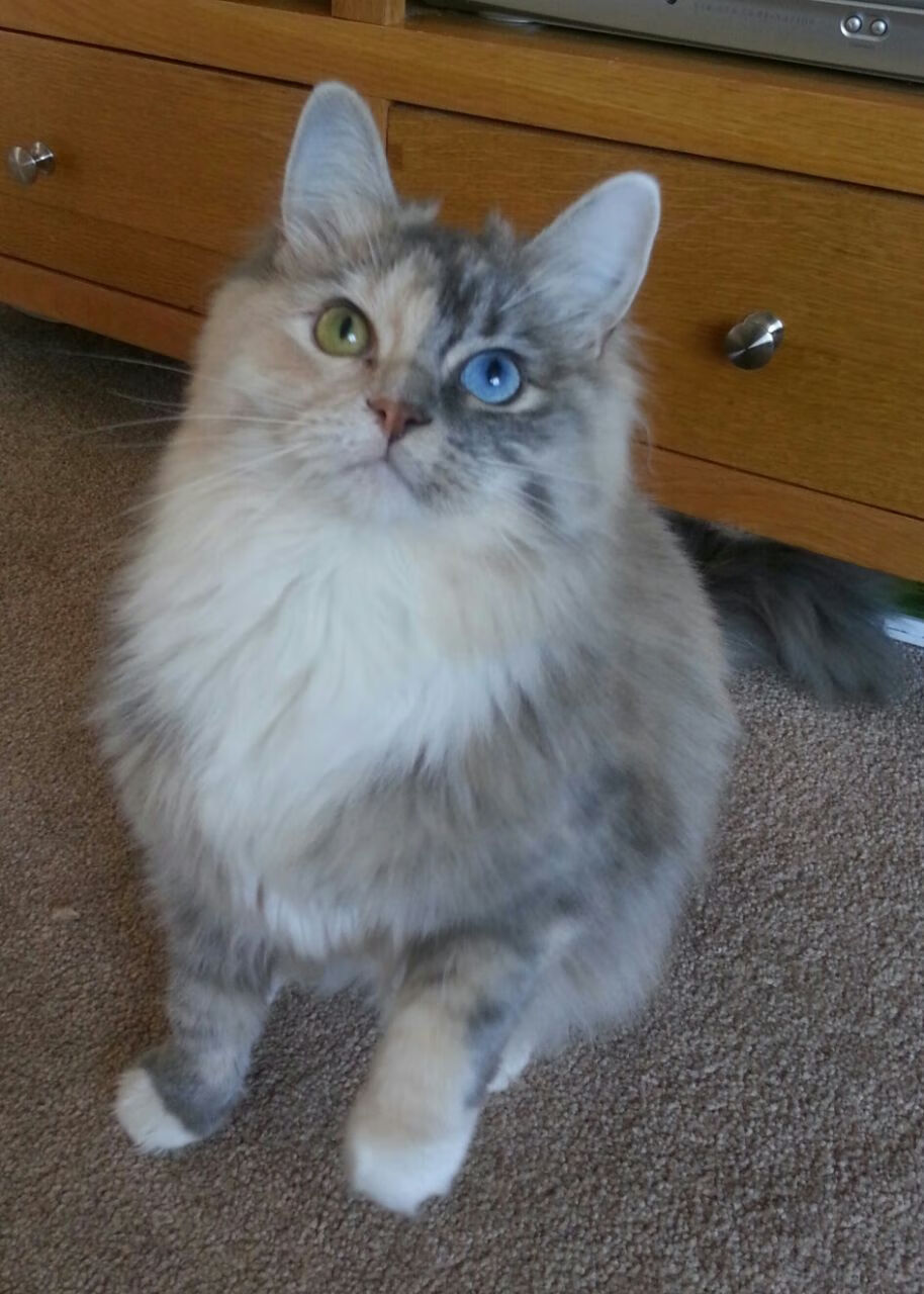 逆转之夜，从非洲杯到欧冠的荣耀与血性