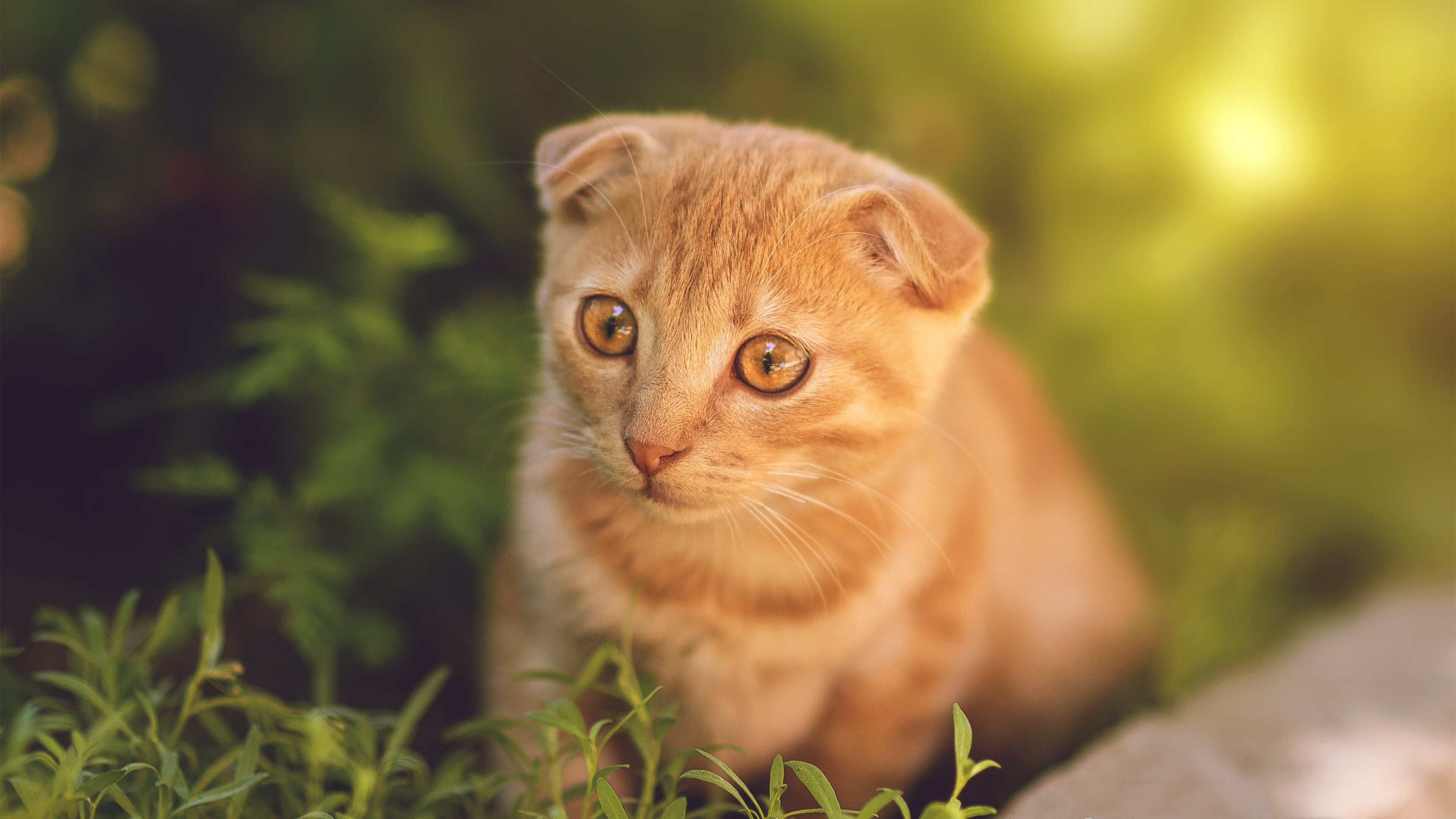 从迷失到闪耀,福克斯逆境重生,浙江队团队之力轻取猛龙