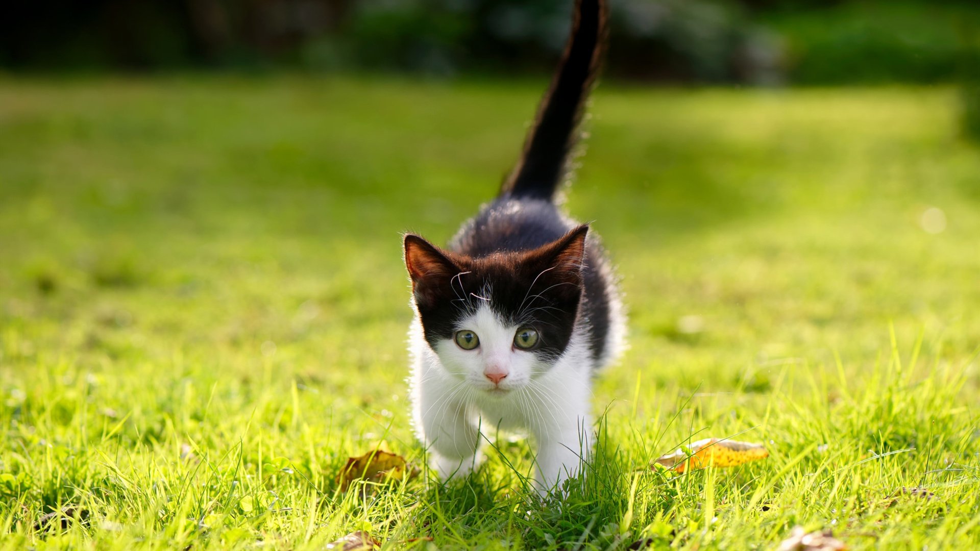 关键先生李刚仁！里昂欧冠硬仗拆解多特蒙德，亚洲核心改写历史夜