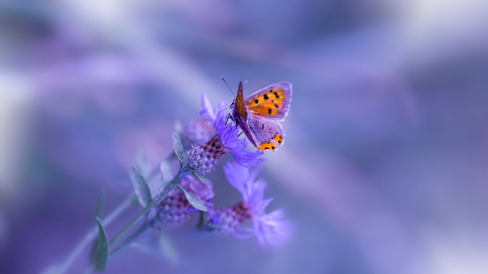 一射斩星河，2026世界杯之夜，弗拉霍维奇的无人之境