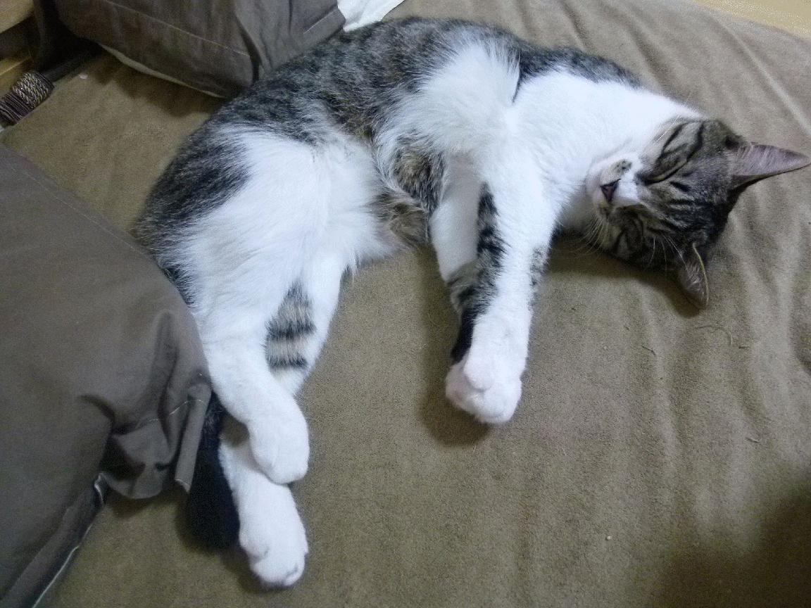 伊比利亚的钢铁与速度，当精密计算的团队击溃巨兽，当直觉在街道接管一切