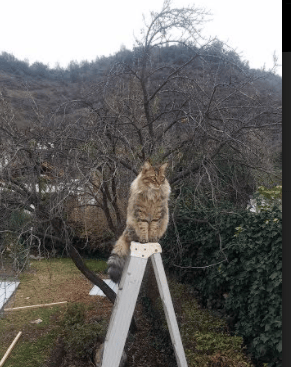 荒漠中的猎隼,摩洛哥如何用默契颠覆2026世界杯A组格局